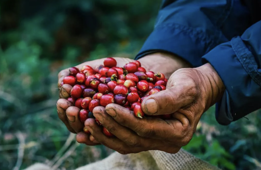 Where Some of the World's Most Respected Coffees Come From